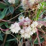 Cuscuta epithymum Flower