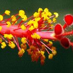 Hibiscus rosa-sinensis Fleur