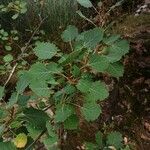 Populus tremula Blatt