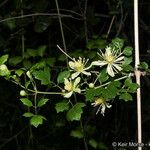 Clematis pauciflora Λουλούδι