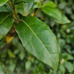 Viburnum tinus Blad