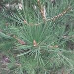 Pinus bungeana Liść