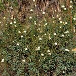 Barleria separata Hábito