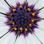 Dimorphotheca pluvialis Квітка