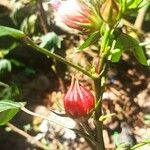 Hibiscus sabdariffa Vrucht