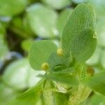 Callitriche brutia Mosusu