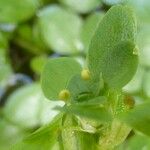 Callitriche brutia Fiore