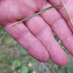 Agrostis gigantea Otro