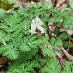 Dicentra canadensis Flower