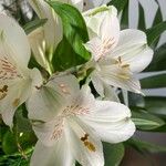 Alstroemeria ligtu Foglia