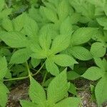 Humulus scandens Leaf