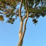 Corymbia citriodora Bark