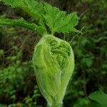 Heracleum lanatum Листок