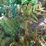 Dryopteris expansa Yaprak