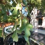 Quercus stellata Leaf