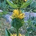 Gentiana luteaFlower