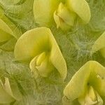 Astragalus alopecurus Blüte