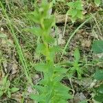 Hieracium sabaudum Blad