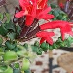 Columnea microphylla Flor