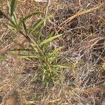 Maerua endlichii Habit