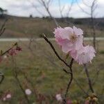 Prunus serrulata Квітка