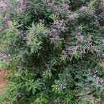 Indigofera heterantha Habit