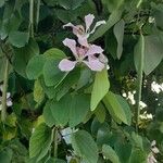 Bauhinia monandra Цвят