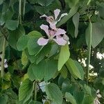 Bauhinia monandra Cvet