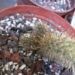 Bergerocactus emoryi List