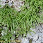 Silene campanula Plante entière