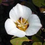 Calochortus leichtlinii Flower