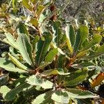 Banksia robur आदत