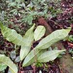 Trymatococcus amazonicus Leaf