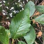 Sorbus mougeotii Hoja