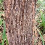 Combretum collinum Bark