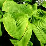 Hosta sieboldiana Folha