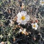 Helianthemum almeriense Blomst