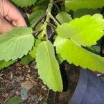 Kalanchoe daigremontiana Leaf