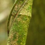 Landolphia robustior Bark