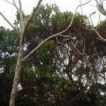 Syzygium tripetalum Hábito
