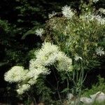 Thalictrum aquilegiifolium Habit