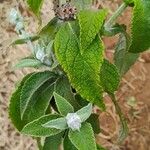 Buddleja stachyoides Yaprak