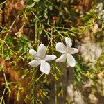 Jasminum grandiflorum Kvet