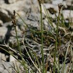 Carex glacialis Habitatea