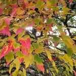 Acer tataricumLeaf
