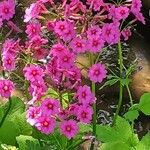 Primula bulleyana Flower
