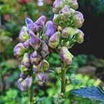 Aconitum variegatum Blüte