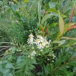 Doellingeria umbellata Blomma