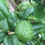 Citrus hystrix Fruit