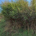 Chrysojasminum fruticans Plante entière